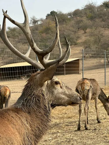 Deer Hills · 2