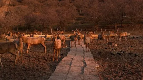 Deer Hills